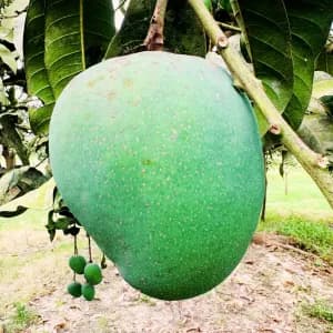 হিমসাগর আম 20Kg 2300Tk