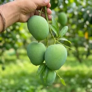 হিমসাগর আম 10kg 1200Tk