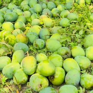 হিমসাগর আম 20kg 2300Tk