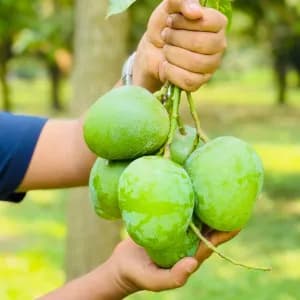 হিমসাগর আম 10kg 1200Tk